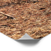 Poster Red Deer à Glen Etive, Highlands, Écosse (Coin)