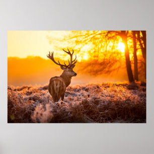Poster Red Deer in Morning Sun, cerf, animal, faune, natu