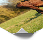 Poster Red Deer Stag (Coin)