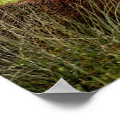 Poster Red Deer Stag (Coin)