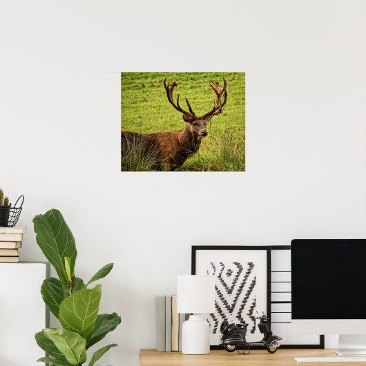 Poster Red Deer Stag (Bureau à domicile)