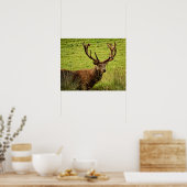 Poster Red Deer Stag (Cuisine)