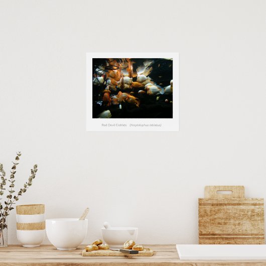 Poster Red Devil Cichlids (Cuisine)
