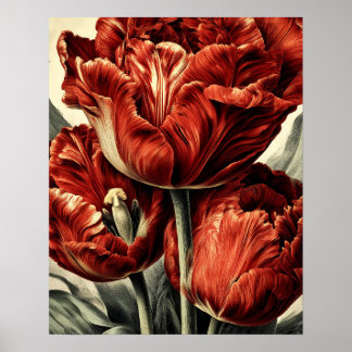 Poster Red Dutch tulips