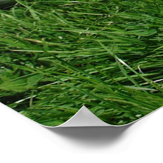 Poster Red English Cocker Spaniel (Coin)