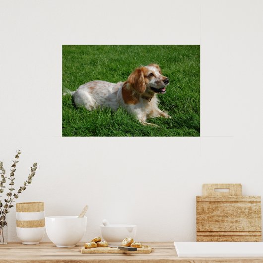 Poster Red English Cocker Spaniel (Cuisine)