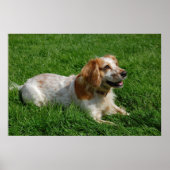 Poster Red English Cocker Spaniel (Devant)