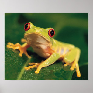 Poster Red eye tree frog