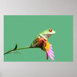Poster red eyed tree frog