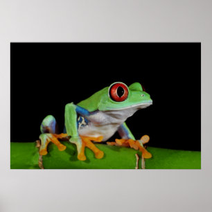 Poster red eyed tree frog