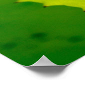 Poster Red-eyed tree frog, Costa Rica (Coin)