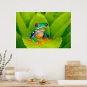 Poster Red-eyed tree frog, Costa Rica (Cuisine)