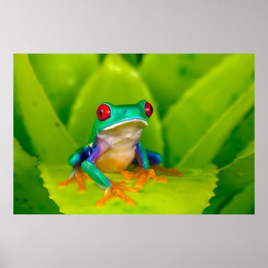 Poster Red-eyed tree frog, Costa Rica (Devant)