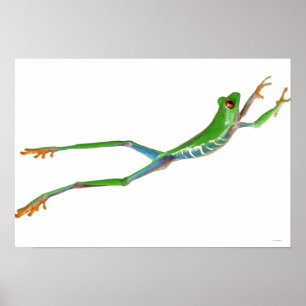 Poster Red eyed tree frog jumping