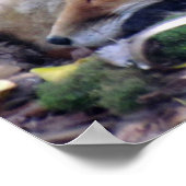 Poster Red Fox (Coin)