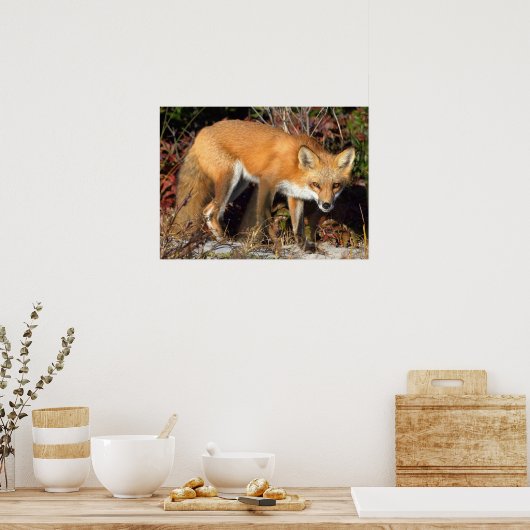 Poster Red Fox (Cuisine)