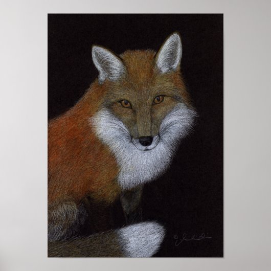Poster Red Fox (Devant)