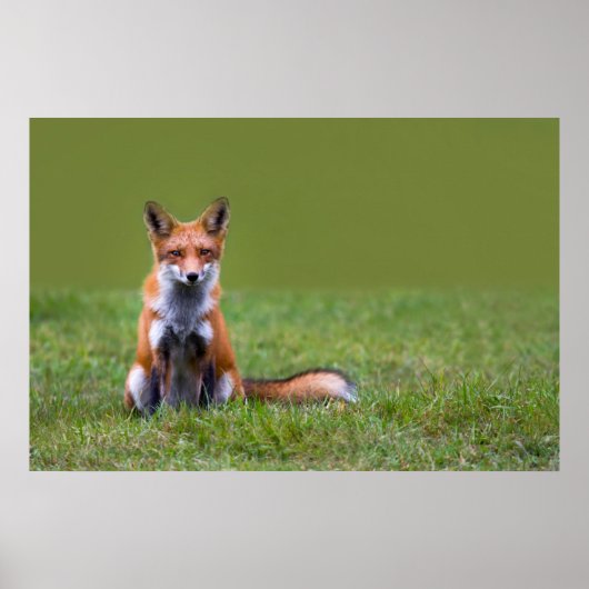 Poster Red Fox assis (Devant)