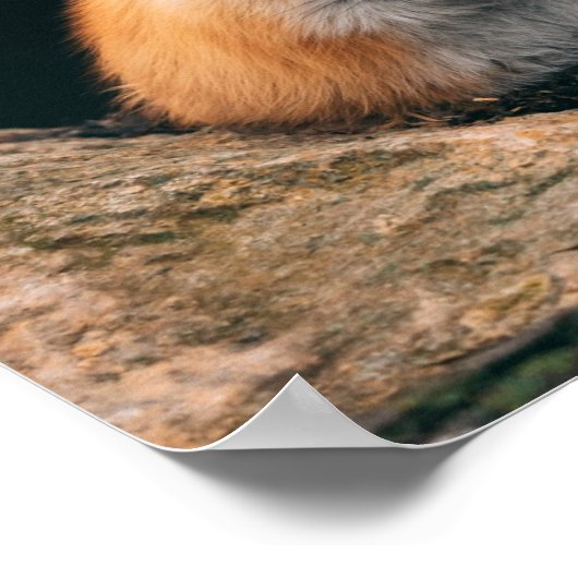 Poster Red Fox dormant (Coin)