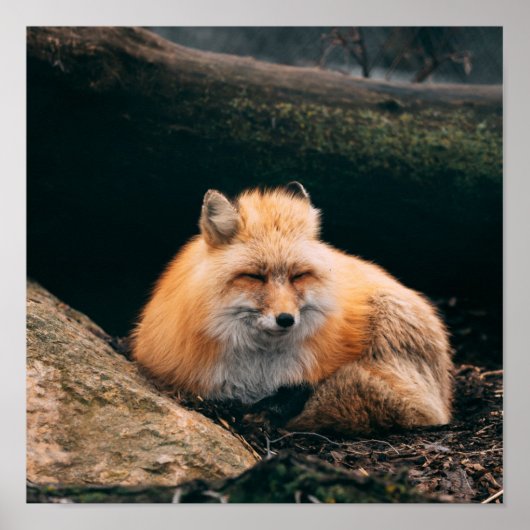 Poster Red Fox dormant (Devant)