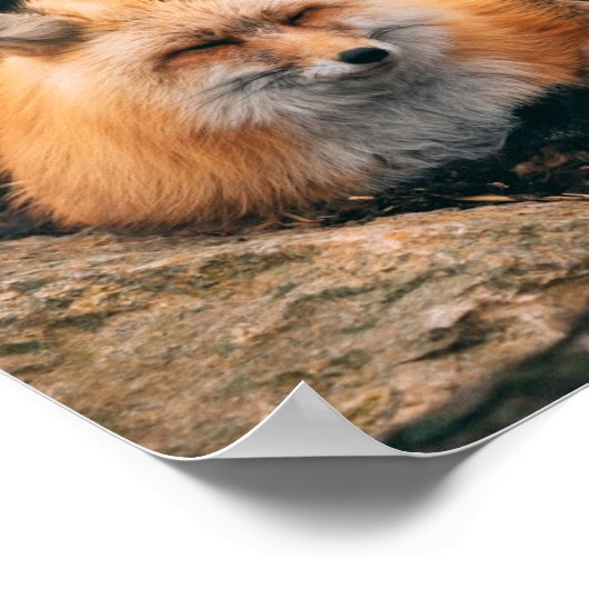 Poster Red Fox dormant (Coin)