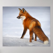 Poster Red Fox in Winter Snow (Devant)