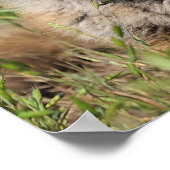 Poster Red Fox Jolie pleine rez, par Angel Cher (Coin)