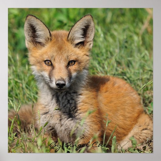 Poster Red Fox Jolie pleine rez, par Angel Cher (Devant)
