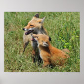Poster Red Fox Mama et kit (Devant)