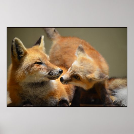 Poster Red Fox Pair (Devant)