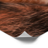 Poster Red Fox Wild Woodland Animal (Coin)