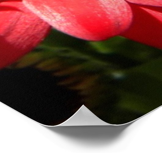 Poster Red Gerber Daisies 2012 5a (Coin)