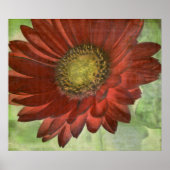 Poster Red Gerbera (Devant)