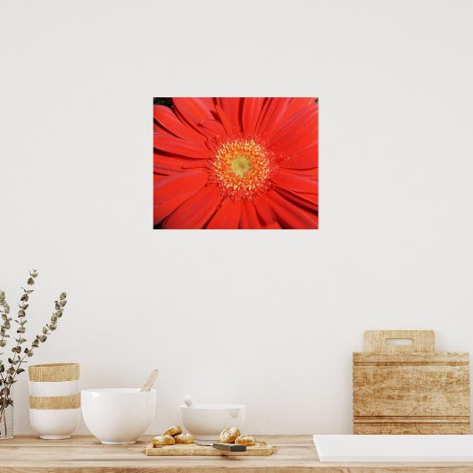 Poster Red Gerbera Daisy (Cuisine)