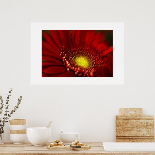 Poster Red Gerbera Daisy (Cuisine)