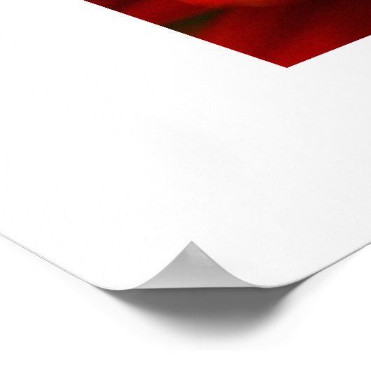 Poster Red Gerbera Daisy (Coin)