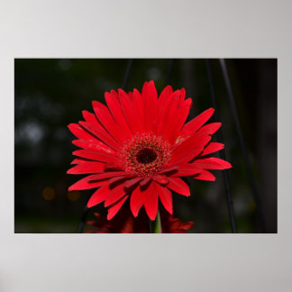 Poster Red Gerbera Daisy