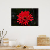 Poster Red Gerbera Daisy (Cuisine)