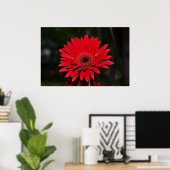 Poster Red Gerbera Daisy (Bureau à domicile)