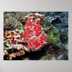 Poster Red Giant Frogfish