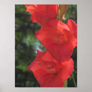 Poster Red Gladiolas