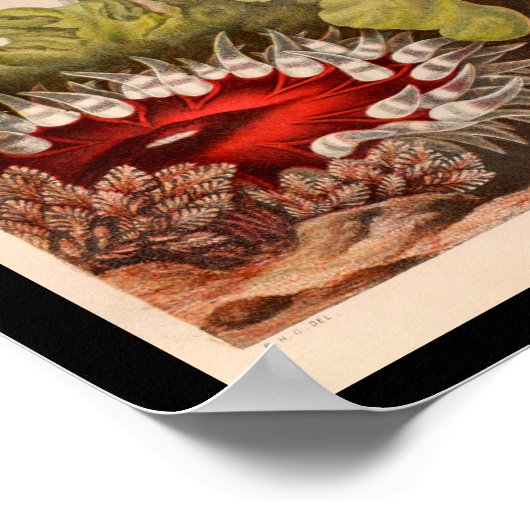 Poster Red Green Sea Anemone Marine Life Imprimer (Coin)