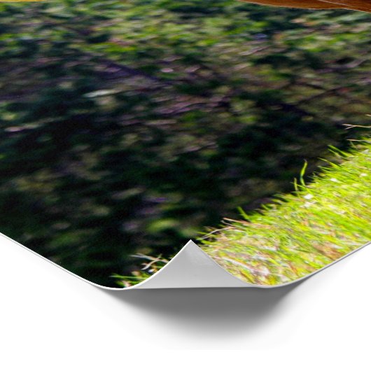 Poster Red-Haired Texas Longhorn (Coin)