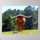 Poster Red-Haired Texas Longhorn (Devant)