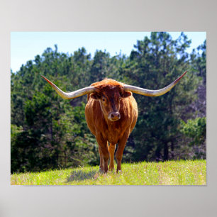 Poster Red-Haired Texas Longhorn