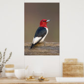 Poster Red-headed Woodpecker on fence (Cuisine)