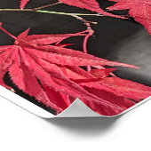 Poster Red Japanese Maple Leaf Shadows (Coin)