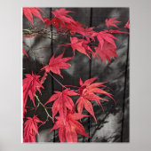 Poster Red Japanese Maple Leaf Shadows (Devant)