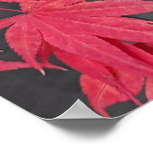 Poster Red Japanese Maple Leaves Botancial (Coin)