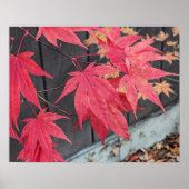 Poster Red Japanese Maple Leaves Botancial (Devant)